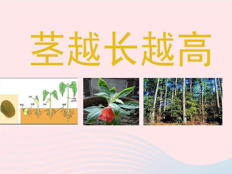 三年级科学下册第一单元植物的生长变化5茎越长越高课件教科版01