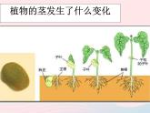 三年级科学下册第一单元植物的生长变化5茎越长越高课件教科版