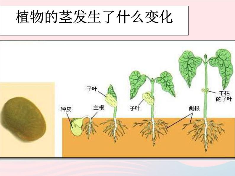 三年级科学下册第一单元植物的生长变化5茎越长越高课件教科版03