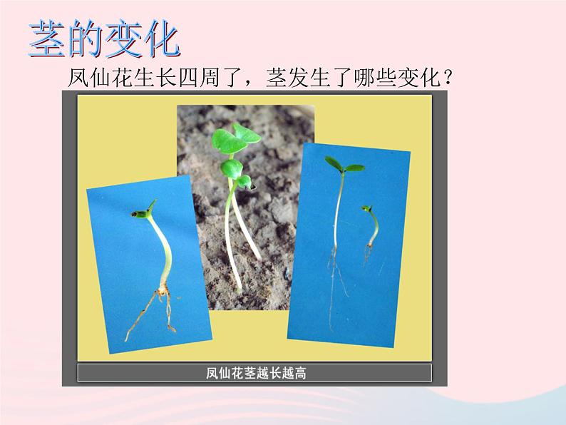 三年级科学下册第一单元植物的生长变化5茎越长越高课件教科版04