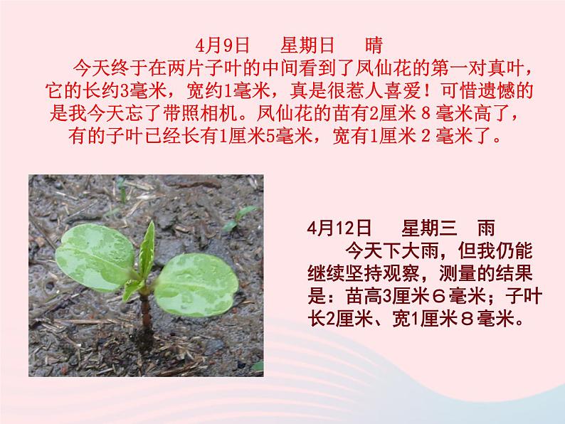 三年级科学下册第一单元植物的生长变化5茎越长越高课件教科版06