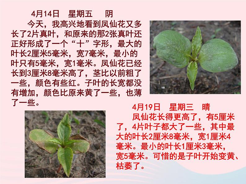 三年级科学下册第一单元植物的生长变化5茎越长越高课件教科版07