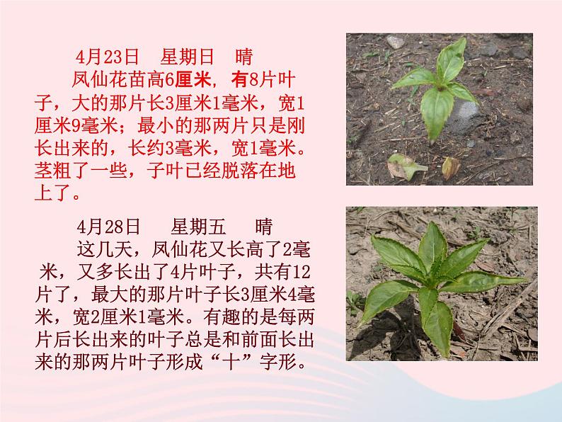 三年级科学下册第一单元植物的生长变化5茎越长越高课件教科版08