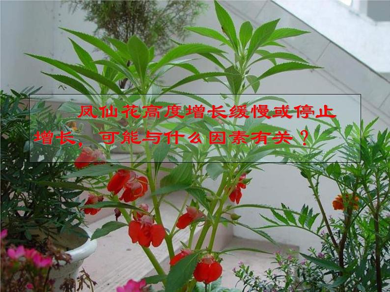 三年级科学下册第一单元植物的生长变化6《开花了结果了》课件教科版03