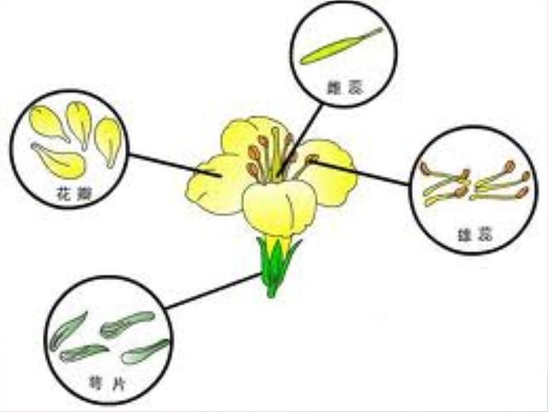 三年级科学下册第一单元植物的生长变化6《开花了结果了》课件教科版06