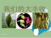三年级科学下册第一单元植物的生长变化7我们的大丰收课件3教科版
