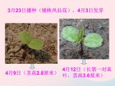 三年级科学下册第一单元植物的生长变化7我们的大丰收课件3教科版
