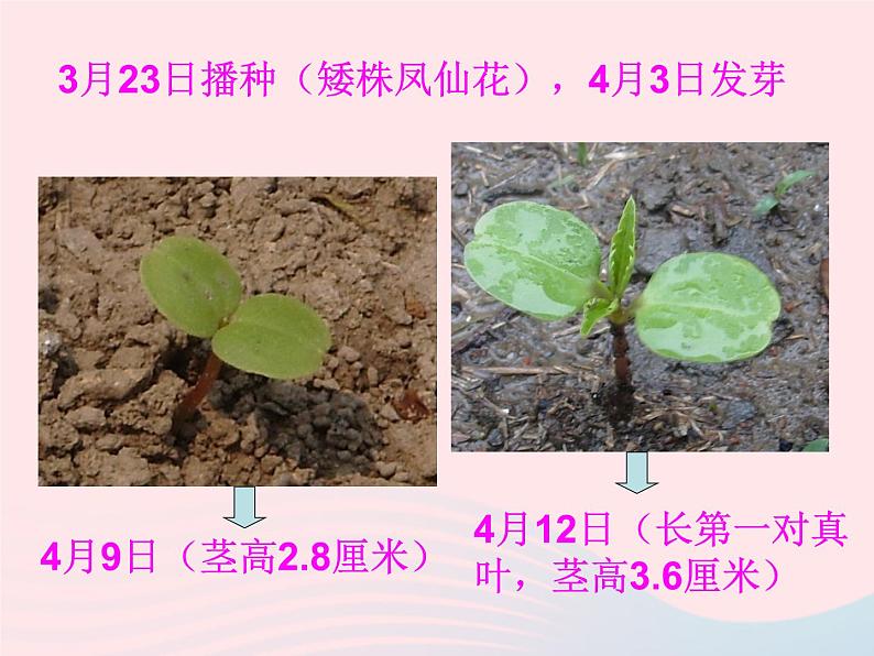 三年级科学下册第一单元植物的生长变化7我们的大丰收课件3教科版03