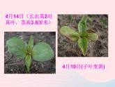 三年级科学下册第一单元植物的生长变化7我们的大丰收课件3教科版