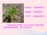 三年级科学下册第一单元植物的生长变化7我们的大丰收课件3教科版