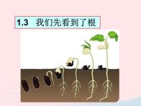 小学科学3.我们先看到了根示范课课件ppt