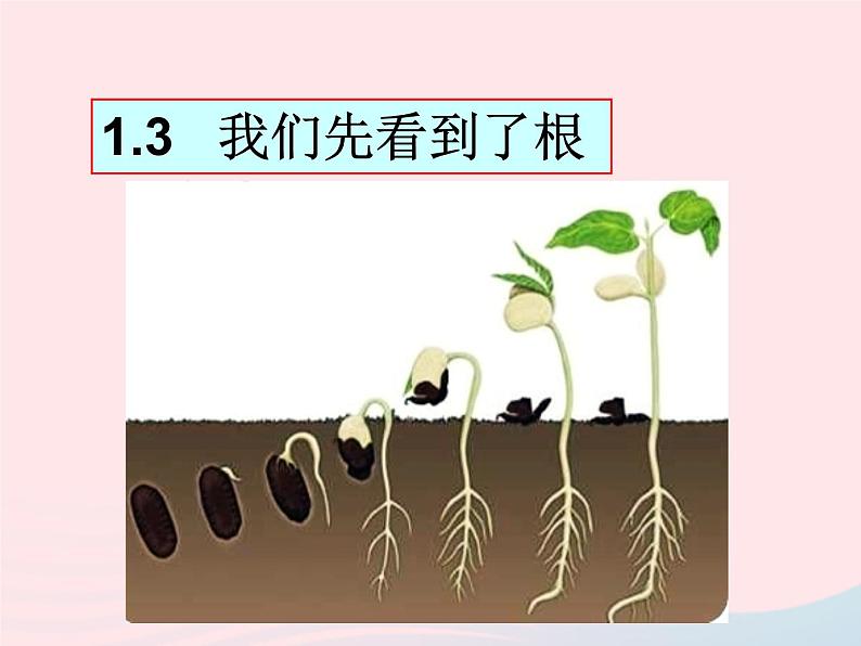 三年级科学下册第一单元植物的生长变化3我们先看到了根课件2教科版01