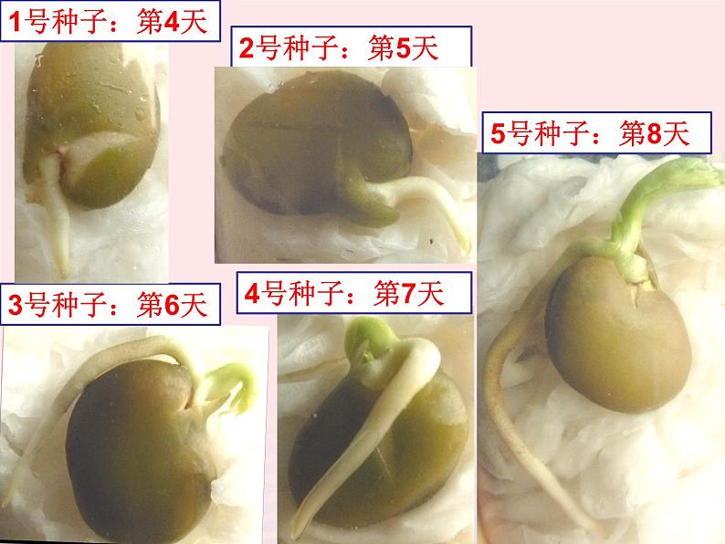 三年级科学下册第一单元植物的生长变化3我们先看到了根课件2教科版02