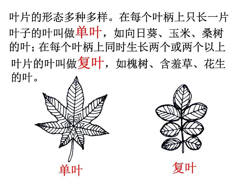 苏教版（三起）三年级下册科学第二单元3、叶和花-课件第3页