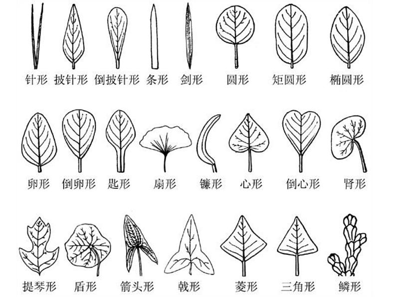 苏教版（三起）三年级下册科学第二单元3、叶和花-课件第4页