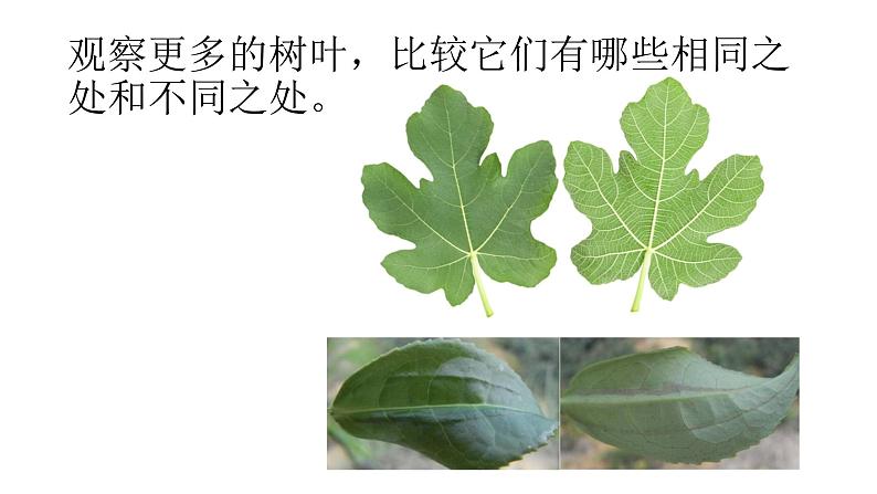 苏教版（三起）三年级下册科学第二单元3、叶和花 课件04