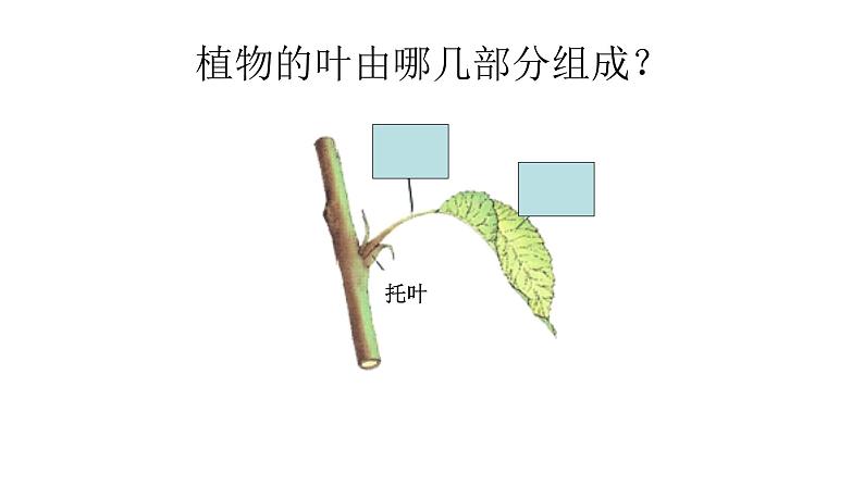 苏教版（三起）三年级下册科学第二单元3、叶和花 课件07