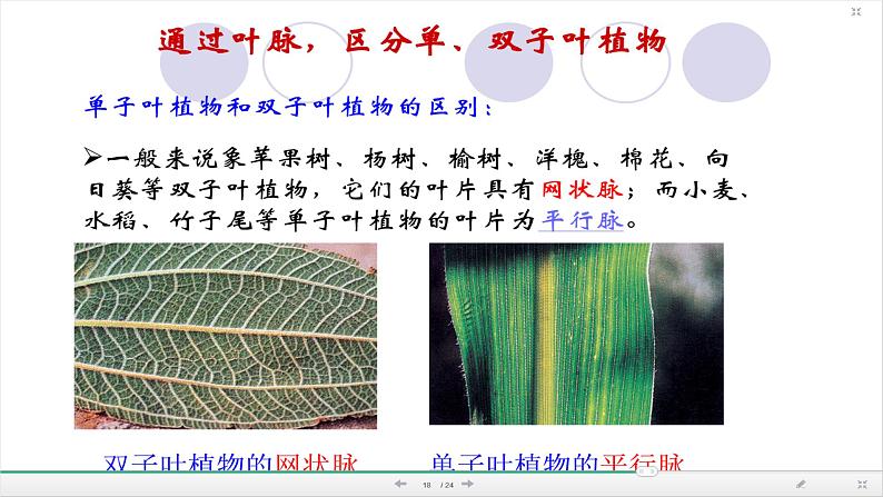 苏教版（三起）三年级下册科学第二单元3、叶和花 课件08