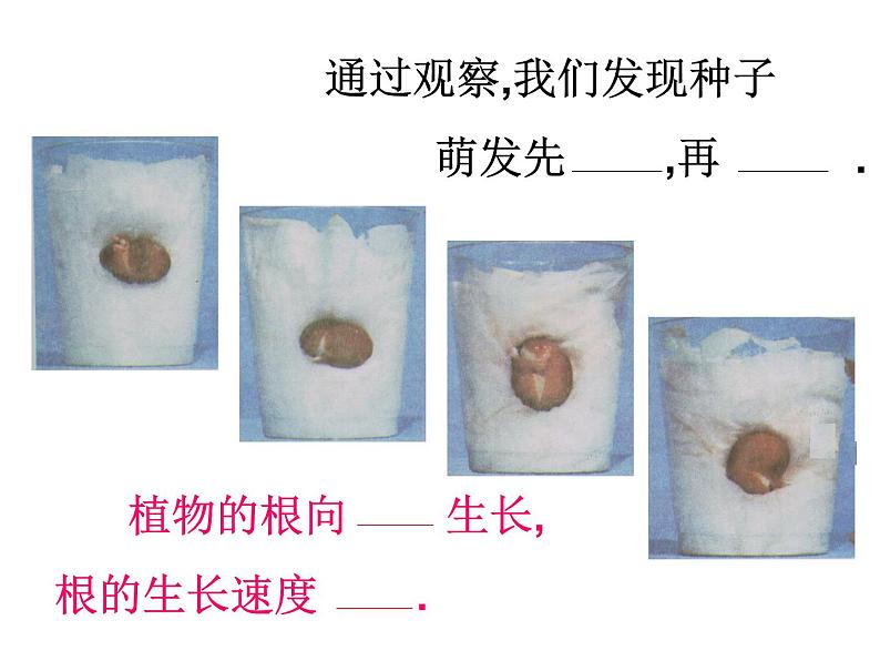 苏教版（三起）三年级下册科学第二单元2《根和茎》 课件03