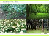 苏教版（三起）三年级下册科学第一单元4、土壤保护 课件