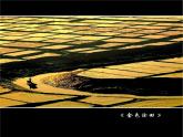 苏教版（三起）三年级下册科学第一单元4《土壤的保护》课件1