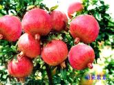 苏教版（三起）三年级下册科学第四单元5《气候与季节》 课件