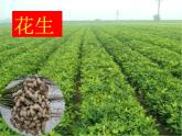 苏教版（三起）三年级下册科学第一单元3《肥沃的土壤》PPT