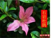 苏教版（三起）三年级下册科学第一单元3《肥沃的土壤》PPT