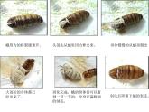三年级科学下册第二单元动物的生命周期4蛹变成了什么课件1教科版