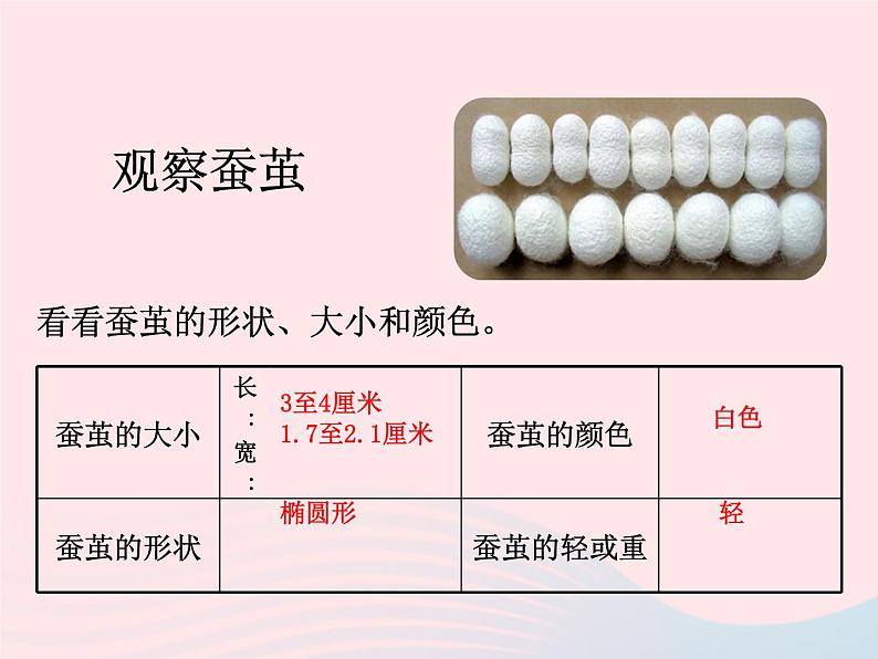 蚕变了新模样PPT课件免费下载05