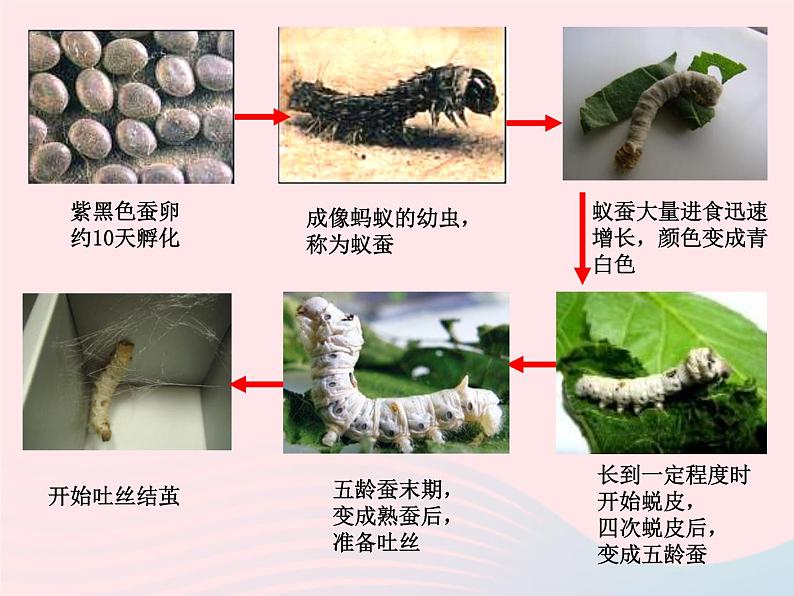 三年级科学下册第二单元动物的生命周期3蚕变了新模样课件教科版01