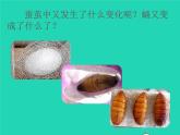 蛹变成了什么PPT课件免费下载