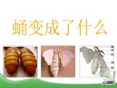 三年级科学下册第二单元动物的生命周期4蛹变成了什么课件4教科版