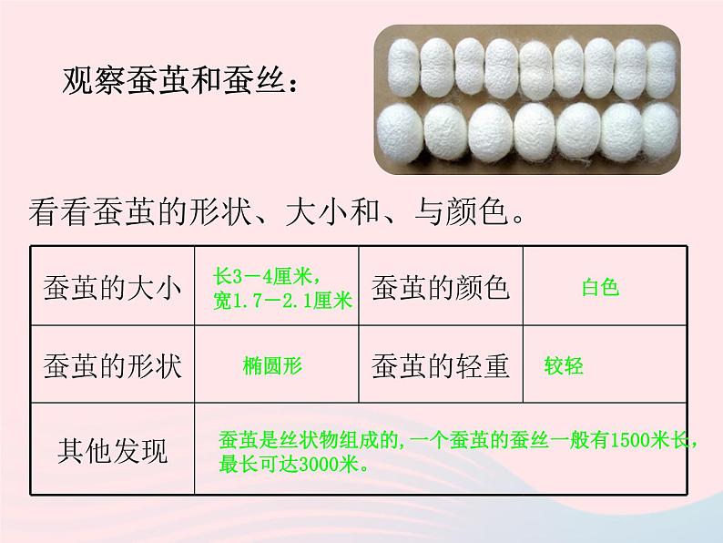 三年级科学下册第二单元动物的生命周期3《蚕变了新模样》课件1教科版04