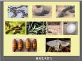三年级科学下册第二单元动物的生命周期5蚕的生命周期课件3教科版