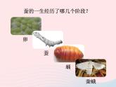 三年级科学下册第二单元动物的生命周期5蚕的生命周期课件3教科版