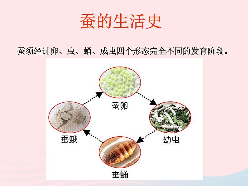 三年级科学下册第二单元动物的生命周期5蚕的生命周期课件3教科版05