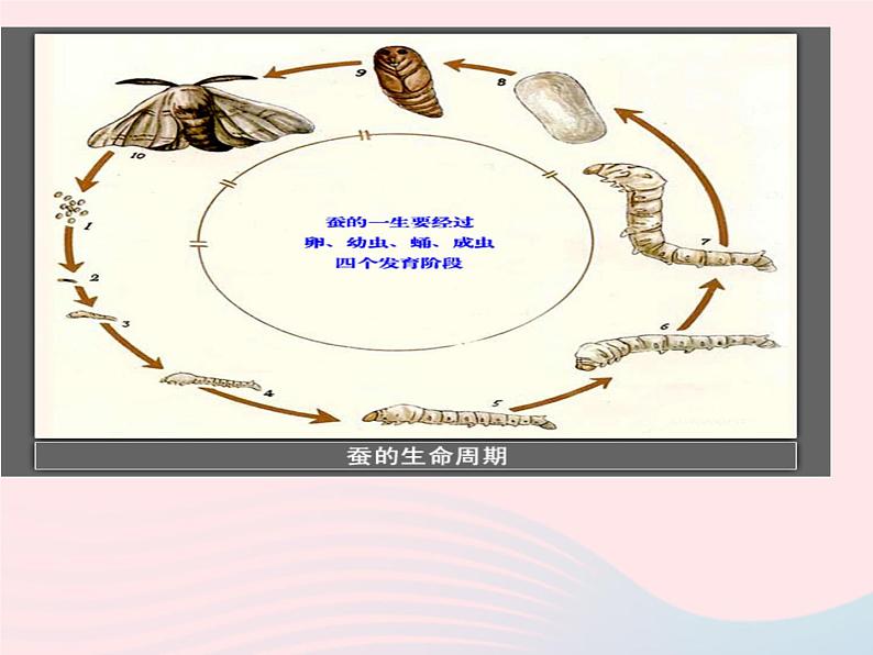 三年级科学下册第二单元动物的生命周期5蚕的生命周期课件3教科版06