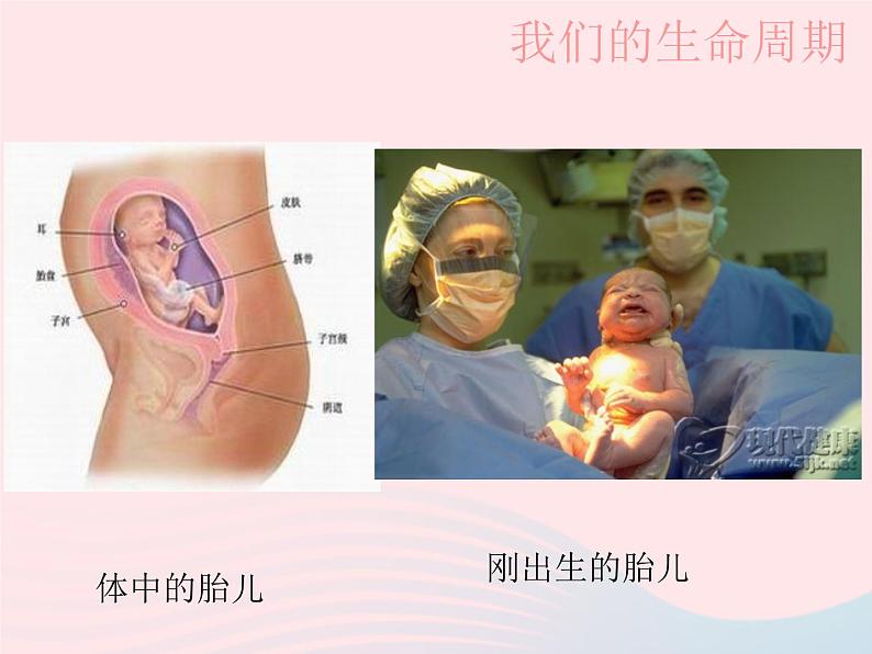 三年级科学下册第二单元动物的生命周期7我们的生命周期课件1教科版03