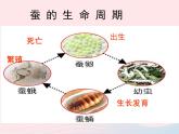 三年级科学下册第二单元动物的生命周期6《其他动物的生命周期》课件2教科版