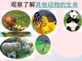 三年级科学下册第二单元动物的生命周期6《其他动物的生命周期》课件2教科版
