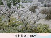 三年级科学下册第三单元温度与水的变化3水结冰了课件教科版