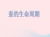 三年级科学下册第二单元动物的生命周期5蚕的生命周期课件2教科版