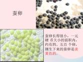 三年级科学下册第二单元动物的生命周期5蚕的生命周期课件2教科版