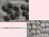 三年级科学下册第二单元动物的生命周期5蚕的生命周期课件2教科版