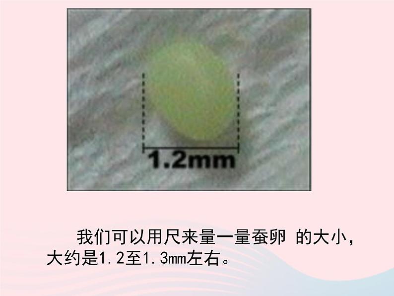 三年级科学下册第二单元动物的生命周期5蚕的生命周期课件2教科版05