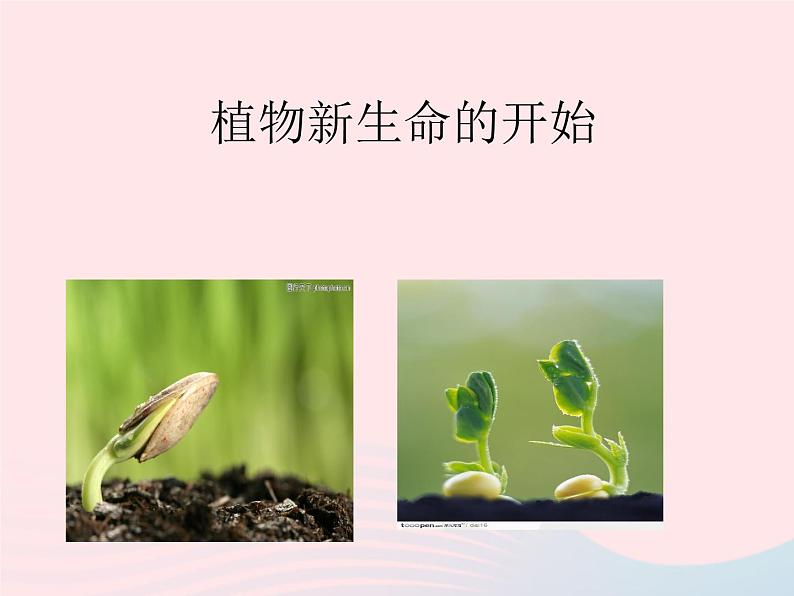 三年级科学下册第一单元植物的生长变化1《植物新生命的开始》课件1教科版01