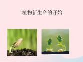 三年级科学下册第一单元植物的生长变化1《植物新生命的开始》课件1教科版