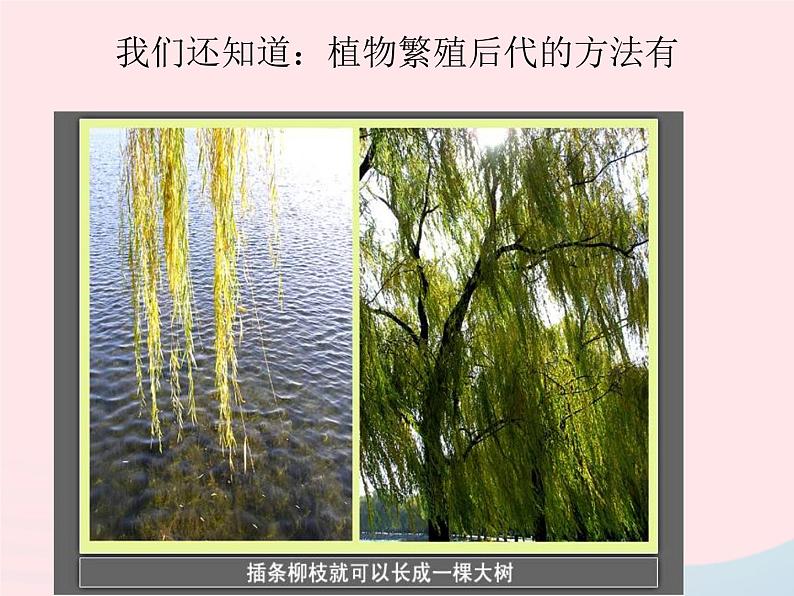 三年级科学下册第一单元植物的生长变化1《植物新生命的开始》课件1教科版05