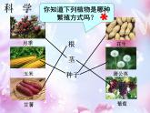 三年级科学下册第一单元植物的生长变化2种植我们的植物课件3教科版